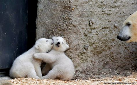 Baby Polar Bears Playing In Snow Amazing Wallpapers
