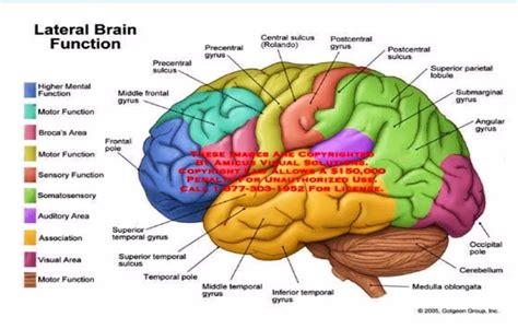 Everything You Need To Know About Human Brain Mapping