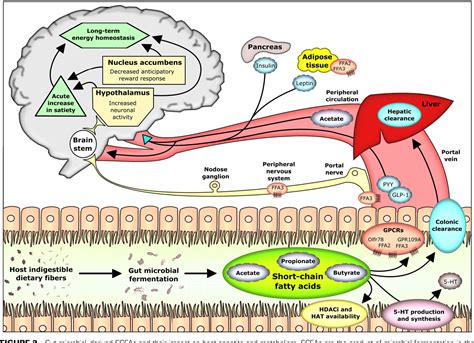 Pdf Microbiota Gut Brain Axis Modulator Of Host Metabolism And