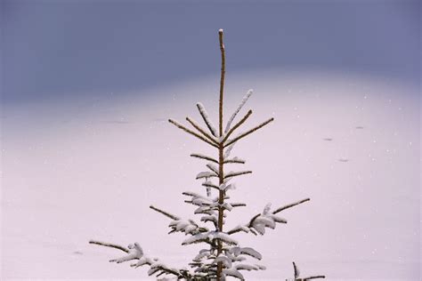 Free Images Branch Snow Winter Leaf Frost Pine