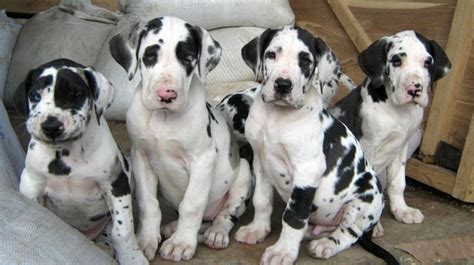 White mask meet harlequin , a playful boxer puppy who's. Harlequin Great dane puppies