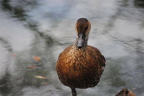 Hd Wallpaper Duck Swimming Water Nature Lake Wildlife Pond Bird