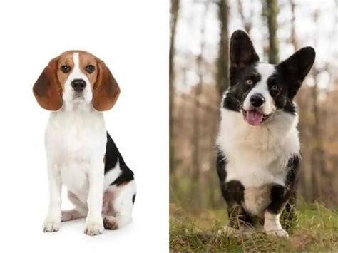 Corgi Beagle Mix Physical Look Lifespan And Temperament