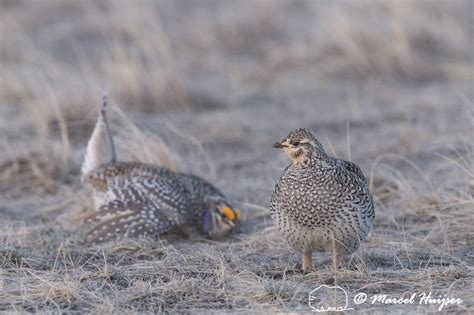 Marcel Huijser Photography Sharp Tailed Grouse Tympanuchus