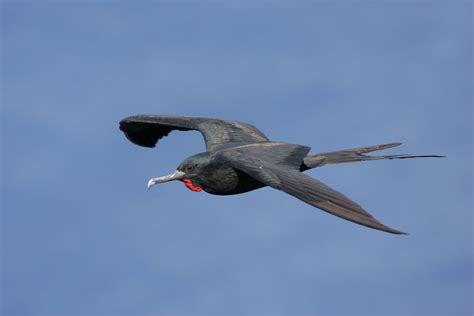 Great Frigatebird New Zealand Birds Online