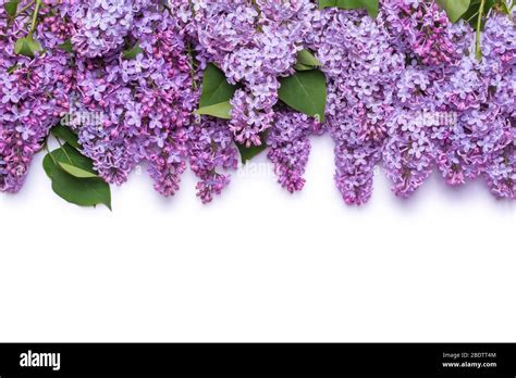 Border Of Lilac Flowers A Bouquet Of Purple Flowers Is Isolated On