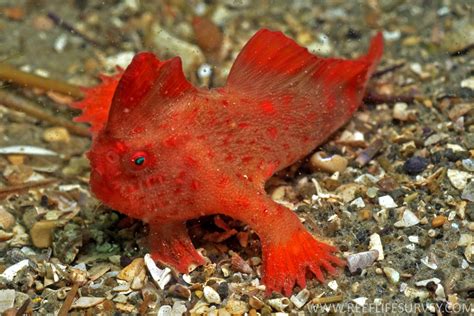 Red Handfish Thymichthys Politus Carnivora