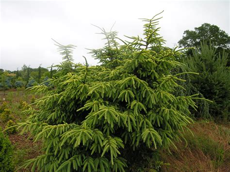 Yellow Variegated Black Spruce Katsura Gardens