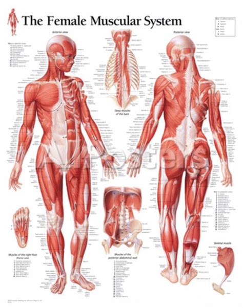 Muscular System Female Educational Chart Poster Posters At