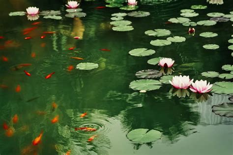 How To Plant Water Lilies In A Koi Pond