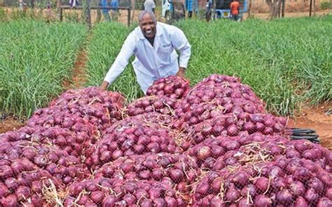 List Of Profitable Crops To Grow In Kenya