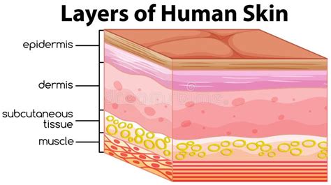 Layers Of Human Skin Concept Stock Vector Illustration Of Skin