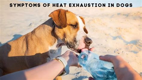 Heat Exhaustion In Dogs Causes And Symptoms