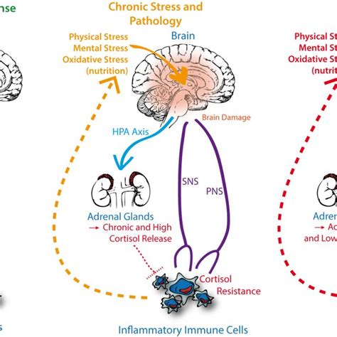 Role Of Stress Induced Activation Of Hpa Axis Cortisol And