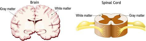 Which Part Of The Brain Controls Heartbeat And Respiration Frederick