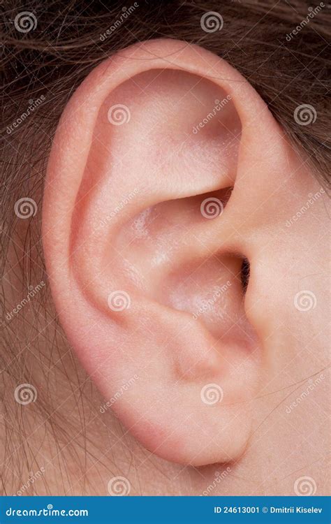 Detail Of The Face With A Human Ear Stock Image Image 24613001