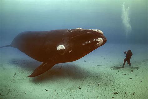 Arctic Ocean Right Whale Whale Underwater Creatures