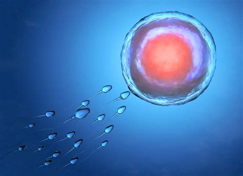 In Breakthrough Jerusalem Lab Says Older Human Eggs Can Be Made Young Again The Times Of Israel