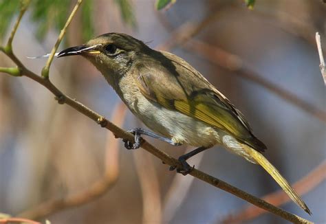 Richard Warings Birds Of Australia Honeyeaters Of The Top End Nt