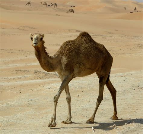 Fotos Gratis Paisaje Arena Desierto Fauna Silvestre Camello