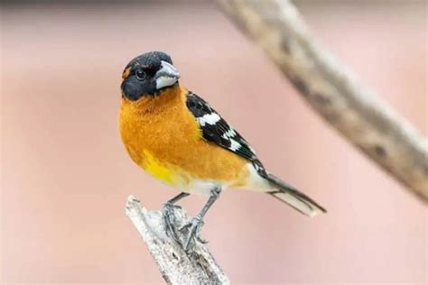 15 Birds That Live In Forests Bird Feeder Hub