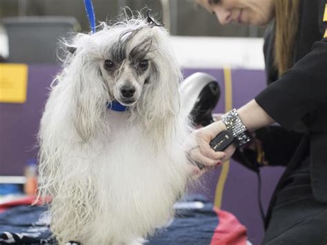 Gallery 2017 Westminster Dog Show Daily Telegraph