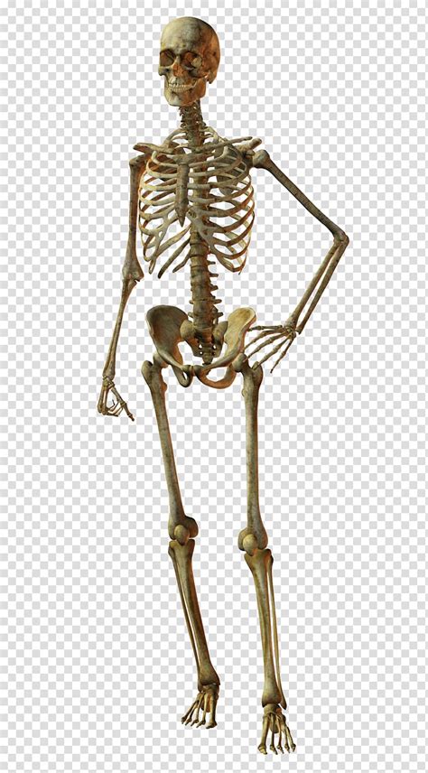 Bone Human Skeleton Skull Human Body Skeleton Transparent Background