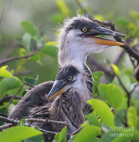 Heron Babies By Ami Shecter Photograph By Paulinskill River Photography