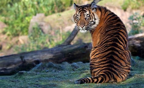 Fondos De Pantalla Tigris Sentado Espalda Vista Trasera Pose Animalia