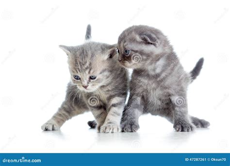 Two Funny Young Cat Kittens Play Together Stock Image Image Of