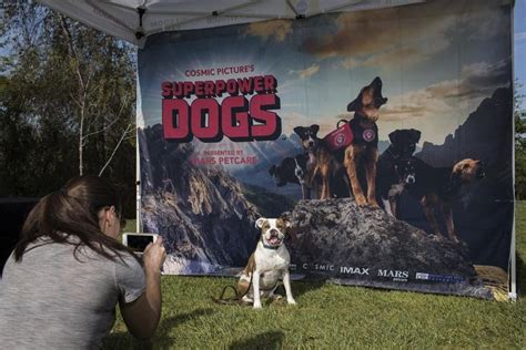 Look Guinness World Record For Largest Dog Photo Shoot