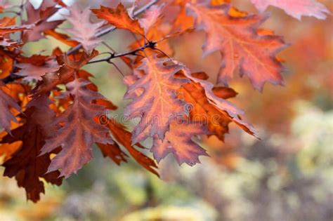 Autumn Leaves On The Tree Colorful Red Oak Leaves Stock Photo Image