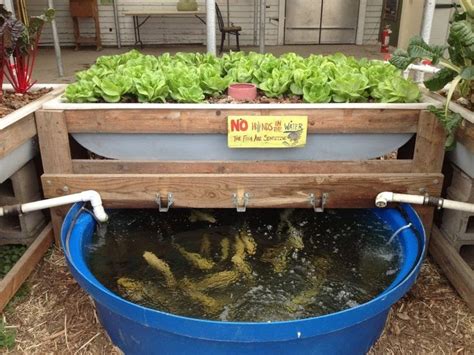 Diy Aquaponics At Home Backyard Aquaponics Marron