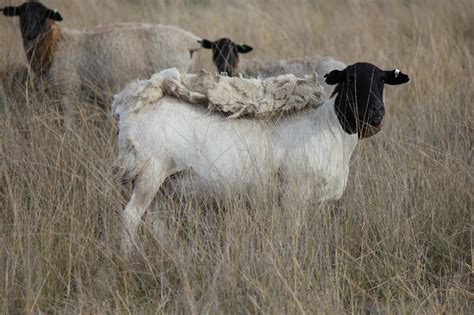 Australian Dorper Sheep Cluny Exports Pty Ltd