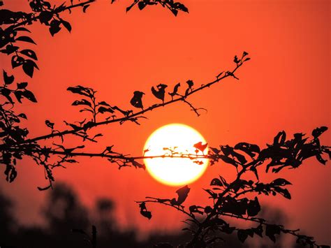 Free photo: Sunset at Evening - Beautiful, Branches, Dusk - Free ...