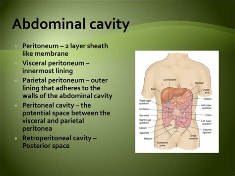 Abdominal Cavity And Organs