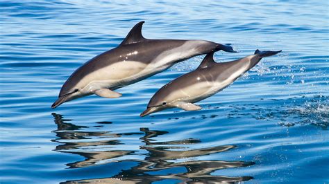 Common Dolphin Delphinus Delphis Dolphin Way