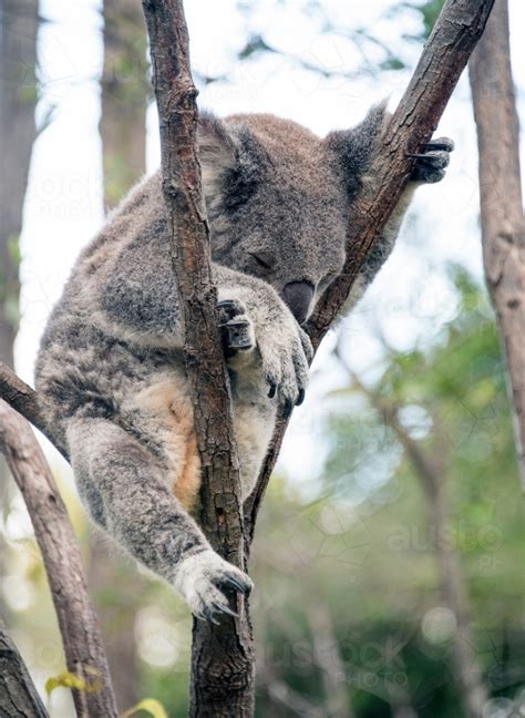 Image Of Koala Lying In Tree Asleep Austockphoto