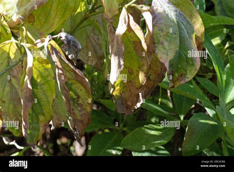 Anthracnose Cornus Hi Res Stock Photography And Images Alamy