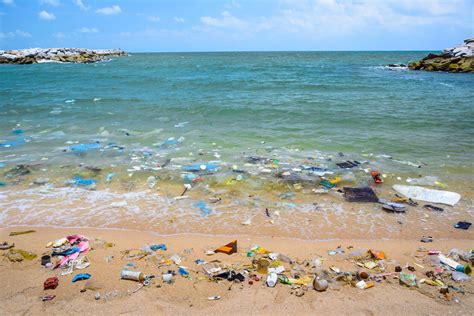 How Plastic Pollution Affects Marine Life 2023