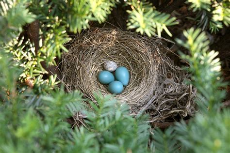 Cowbird Eggs In Cardinal Nest