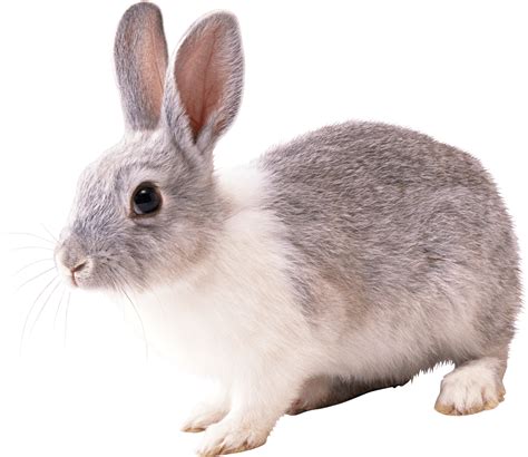 Gray And White Rabbit Png Image Purepng Free Transparent Cc0 Png