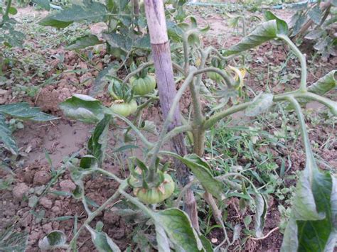 Generalmente la presenza di arricciature nelle foglie di pomodoro è dovuta all'annaffiatura non. Pomodoro foglie arricciate - Un quadrato di giardino