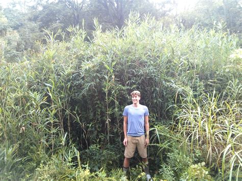 River cane, an American bamboo | Bamboo plants, Bamboo species, Bamboo