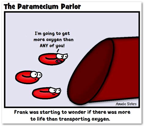 Red Blood Cell Comic Science With The Amoeba Sisters