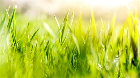 Fresh Green Spring Grass With Sun And Soft Focus The Frost Group