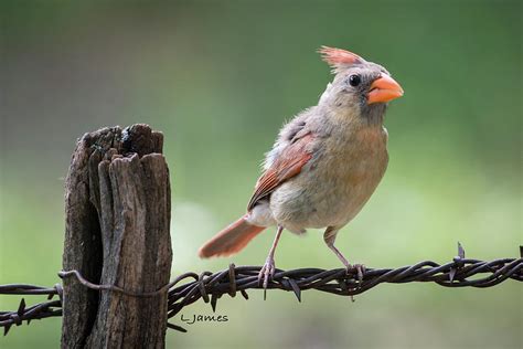 Juvenile Northern Cardinal Photograph By Larry Pacey Pixels