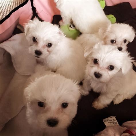 Tiny Adorable Maltese Puppies For Sale In Walthamstow London Gumtree