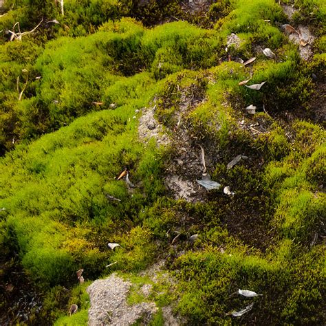 Tundra Plants All Things You Need To Know About Them