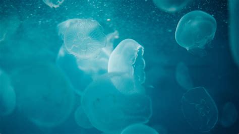 Download Wallpaper 1920x1080 Jellyfish Water Underwater Glow Blue